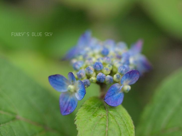 『藍姫』という名の山紫陽花　etc・・♪_c0145250_12531466.jpg