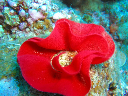 c0180460_884218.jpg