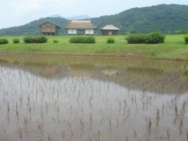 平沢官衙遺跡とあやめ_b0124462_183296.jpg