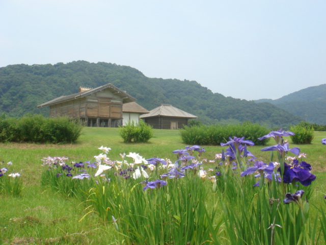 平沢官衙遺跡とあやめ_b0124462_1892432.jpg