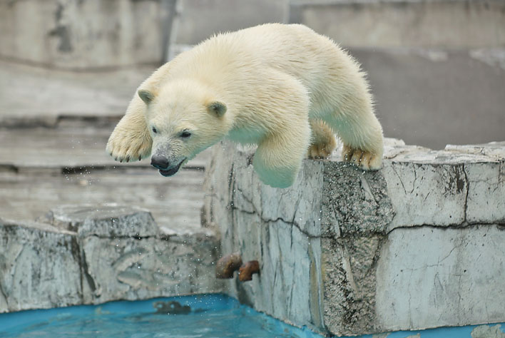 ꫛꫀꪝ✧‧˚【No.248】qPIGpのRainbowシリーズ シロクマ ꫛꫀꪝ✧‧˚【No