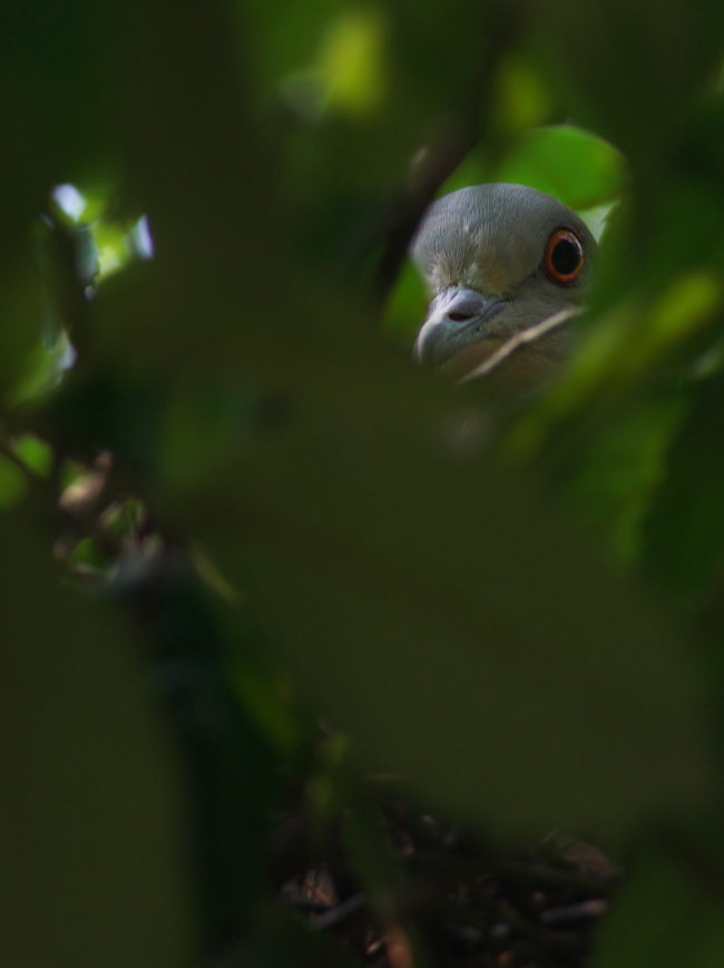 　　　木下闇の鳩_b0161171_22201593.jpg