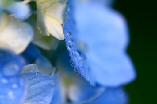 雨の置き土産_b0146276_89054.jpg