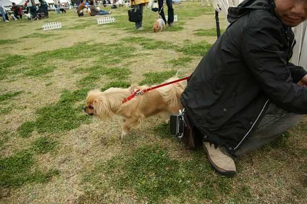 ドッグランフェスタ2009　最終回_c0109780_1730126.jpg