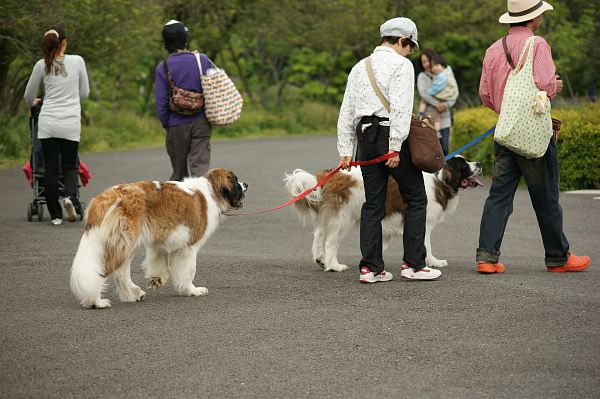 ドッグランフェスタ2009　最終回_c0109780_17305917.jpg