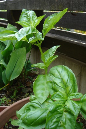 c0135480_743870.jpg