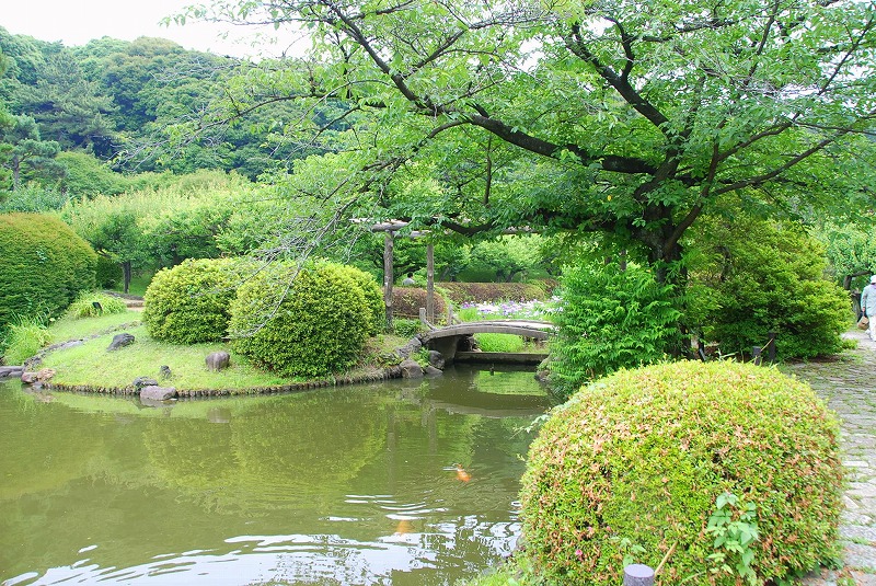 小石川植物園_c0187781_3162665.jpg