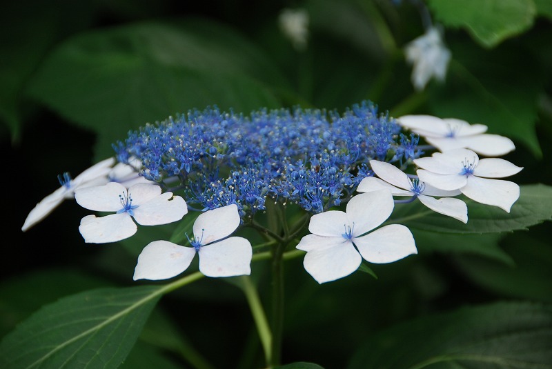 小石川植物園_c0187781_318810.jpg