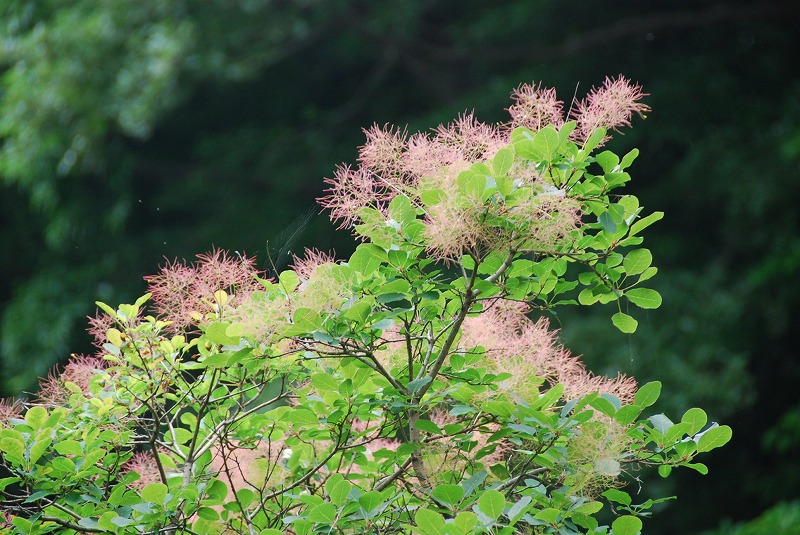 小石川植物園_c0187781_3202090.jpg