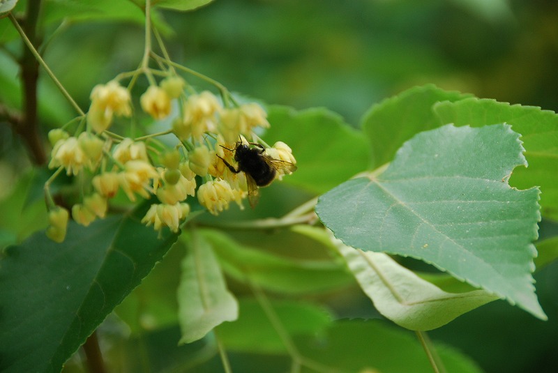 小石川植物園_c0187781_3301298.jpg