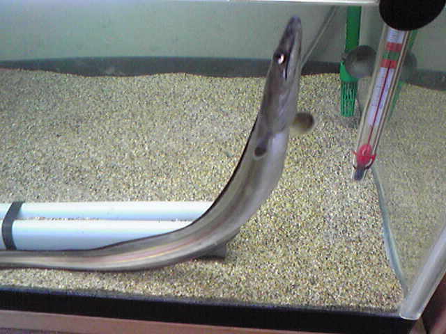 e0060585_7145448.jpg