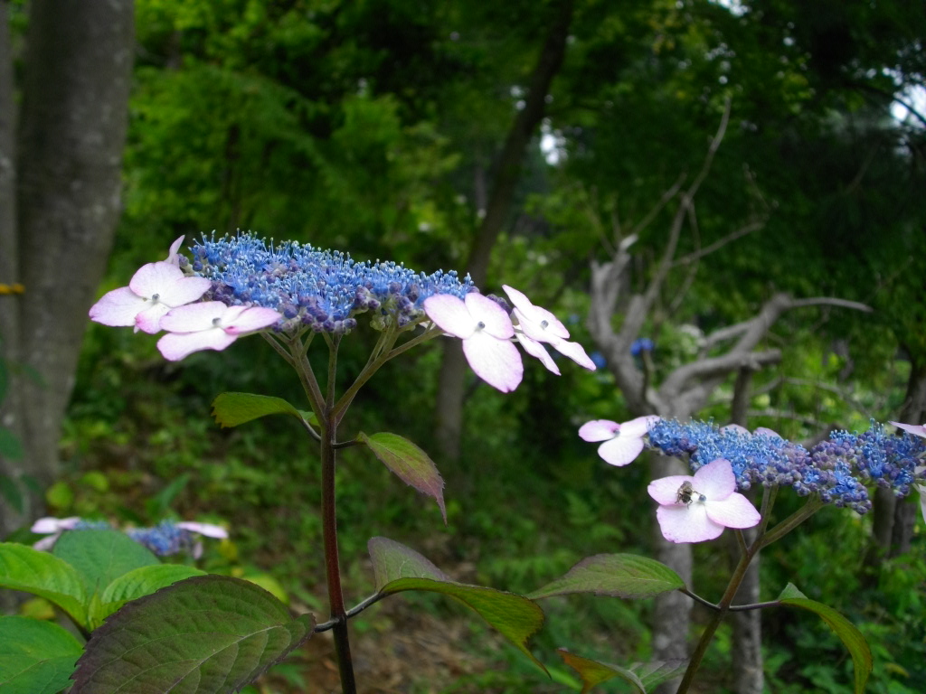 続　紫陽花　塩船観音編_a0078986_13303435.jpg