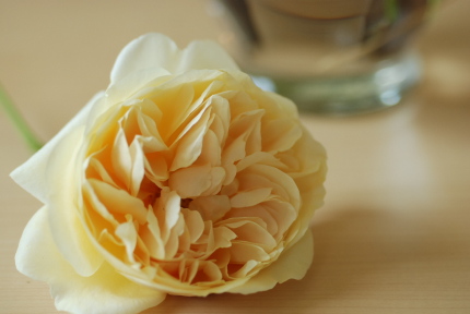 イングリッシュローズの花びら何枚 バンクーバー不動産やのカバン持ち イングリッシュローズの花びら何枚 バンクーバー不動産やのカバン持ち