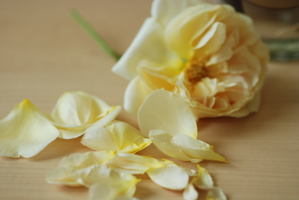 イングリッシュローズの花びら何枚?_d0129786_1231494.jpg