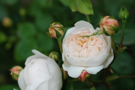 イングリッシュローズの花びら何枚?_d0129786_13454069.jpg