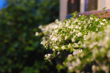 イングリッシュローズの花びら何枚?_d0129786_1453551.jpg