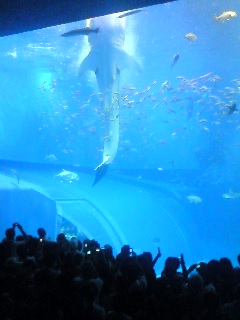 美ら海(ちゅらうみ）水族館_b0177792_19541123.jpg