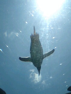 旭山動物園は。_b0046200_23555032.jpg