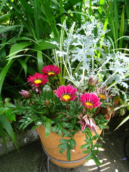 ガザニアの寄せ植え ウッディの花図鑑