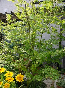 今日も、暑い梅雨の晴れ_a0123003_16402186.jpg