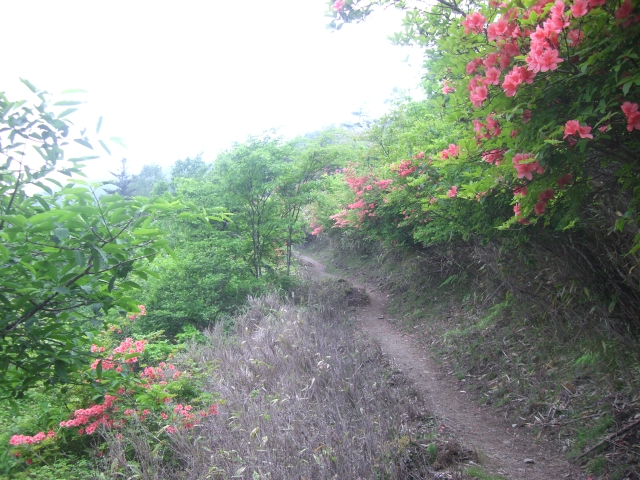 鷹ノ巣山 ～ 雲取山_a0125603_15192256.jpg