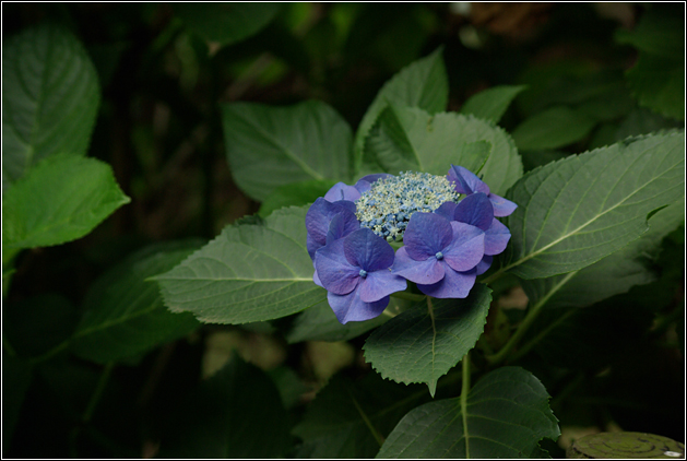 本土寺～紫陽花～_b0120903_17354168.jpg