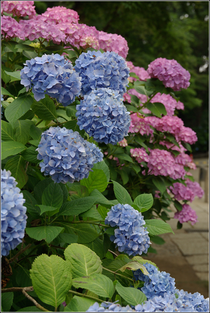 本土寺～紫陽花～_b0120903_17355590.jpg