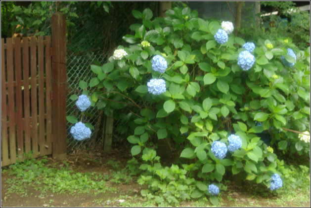 本土寺～紫陽花～_b0120903_17422934.jpg