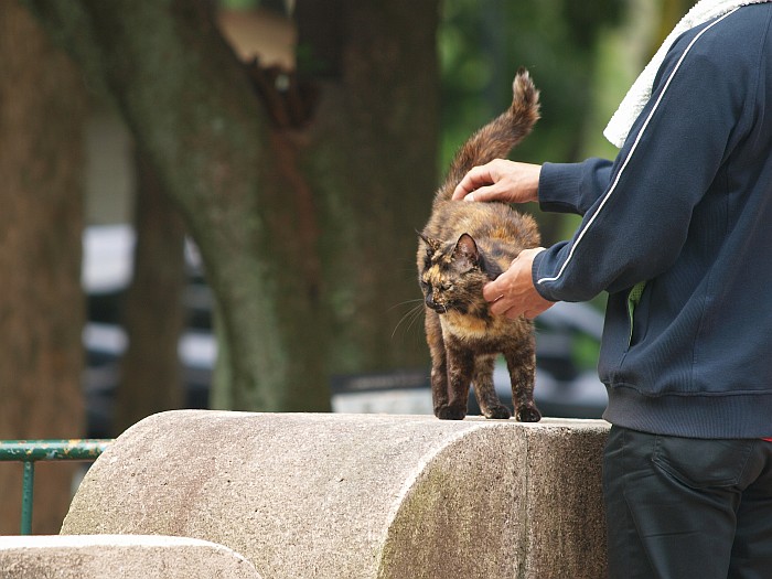 名城公園のネコ_e0075403_19163045.jpg