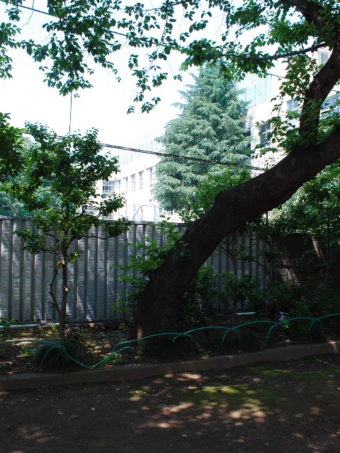 東京都文京区立元町公園、旧元町小学校(昭和モダン建築探訪)_f0142606_20553566.jpg