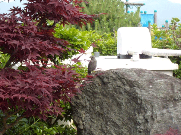 b0159611_0504364.gif