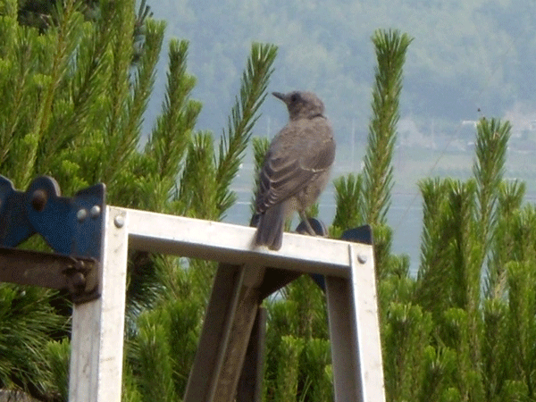 b0159611_0514235.gif