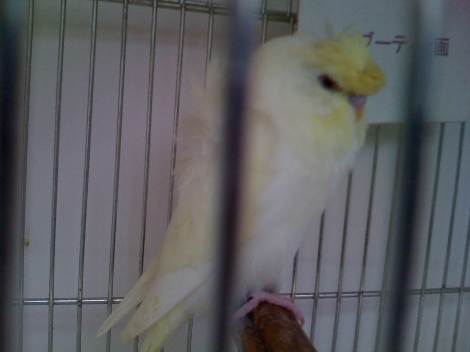 羽衣クレミノ 赤目 若雄 セキセイインコ全般繁殖販売 マブーティ企画 最新情報 23都法研 第 ｂ０００３２３号 法定研修済