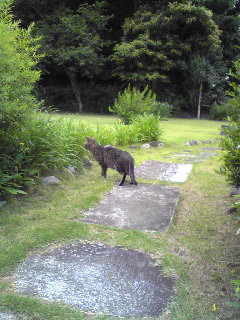 ねこはしる_d0085018_16302783.jpg