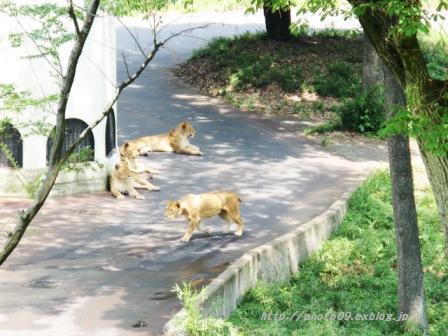 ある日、とある動物園のライオンの会話_f0201226_1404816.jpg