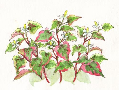 庭のドクダミをスケッチする 黄昏ぱぴやん電脳日記