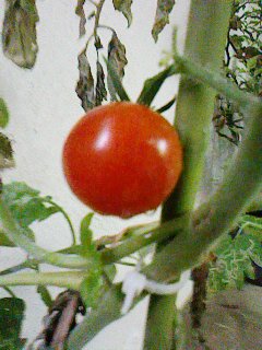 e0041337_9332964.jpg