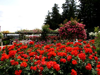 Rose Garden in Ryousenji Temple♪_b0180343_20413284.jpg