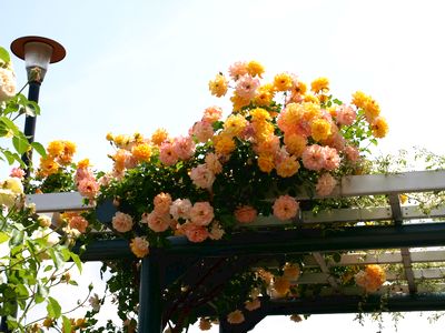 Rose Garden in Ryousenji Temple♪_b0180343_20425844.jpg