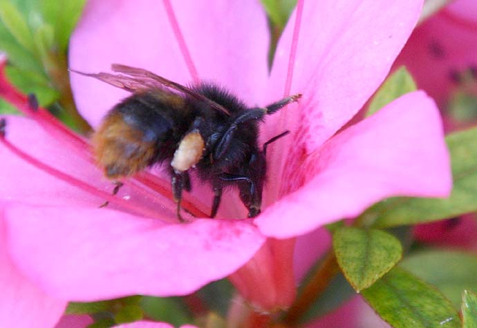 マルハナバチの識別 : 公園昆虫記