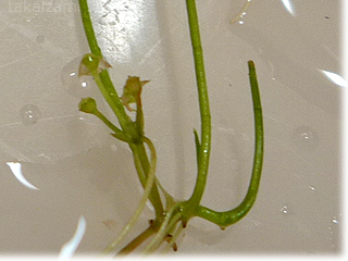 e0139056_2021225.jpg