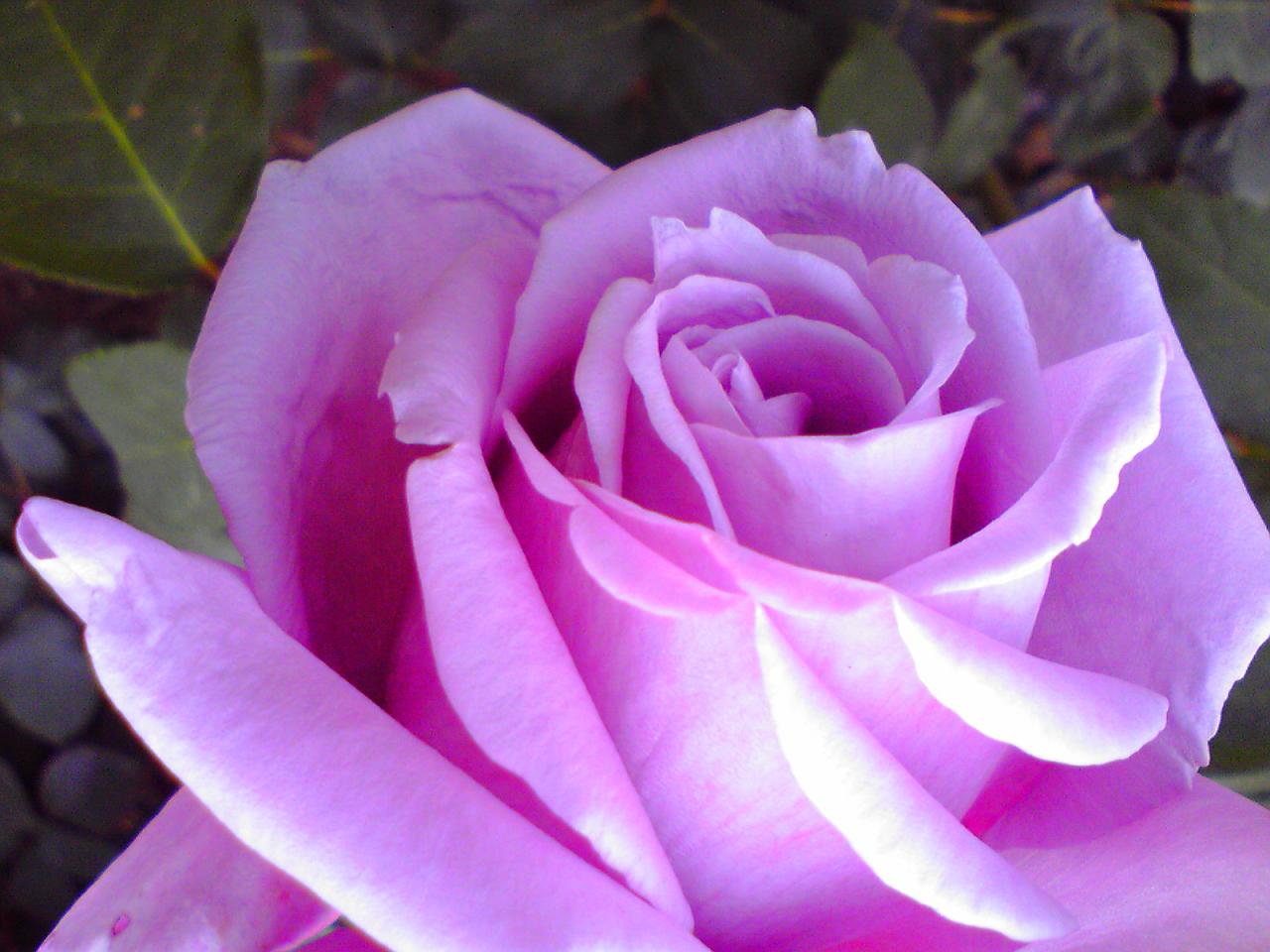 薔薇の花言葉 未知を開く 道を拓く