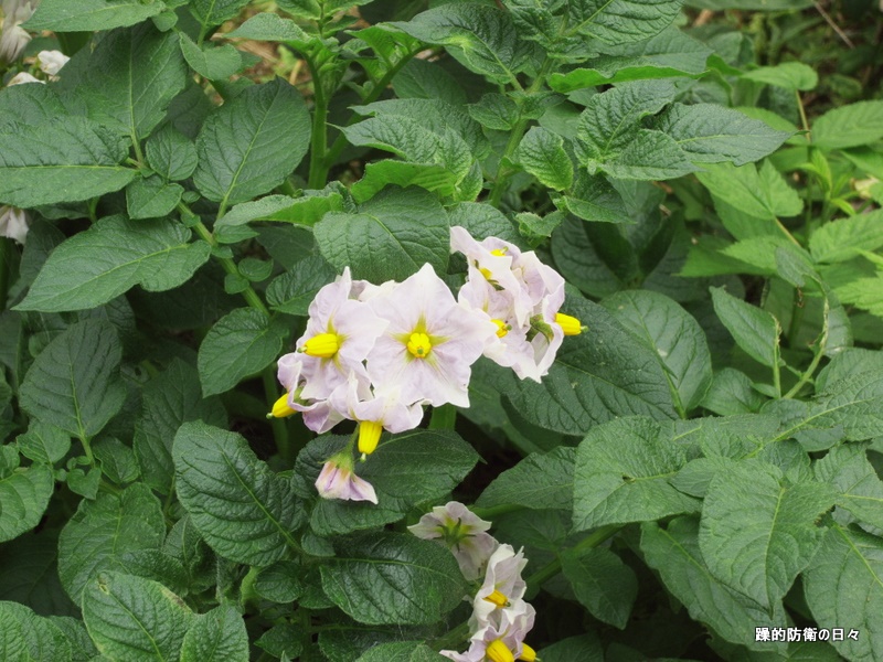 田畑の花々…_b0131071_22109.jpg