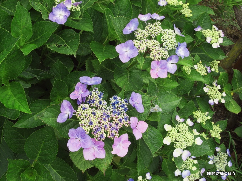 田畑の花々…_b0131071_225516.jpg