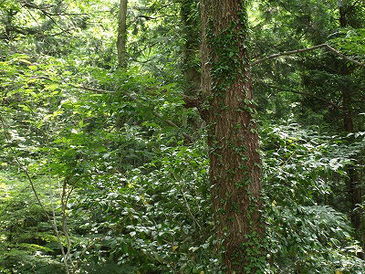 d0054276_14454064.jpg