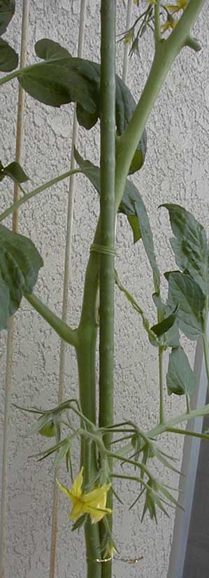e0126576_12442737.jpg