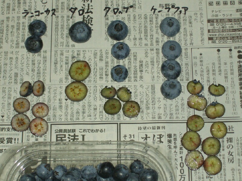 果肉が薄紫の品種 ブルーベリー栽培 ブルーベリーの育て方 栽培 ブルーベリー ノート Blueberrynote