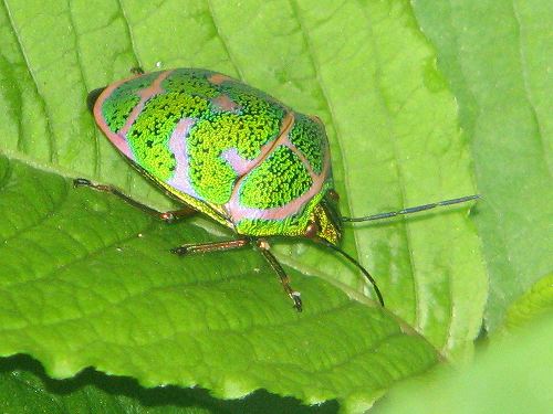 アカスジキン亀虫,チャバネアオ亀虫,クヌギ亀虫,江崎モンキツノ亀虫,オオヨコバイ,ブチミャクヨコバイ_d0088184_10375428.jpg