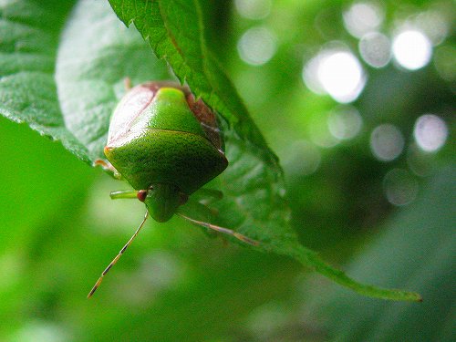 アカスジキン亀虫,チャバネアオ亀虫,クヌギ亀虫,江崎モンキツノ亀虫,オオヨコバイ,ブチミャクヨコバイ_d0088184_10383557.jpg