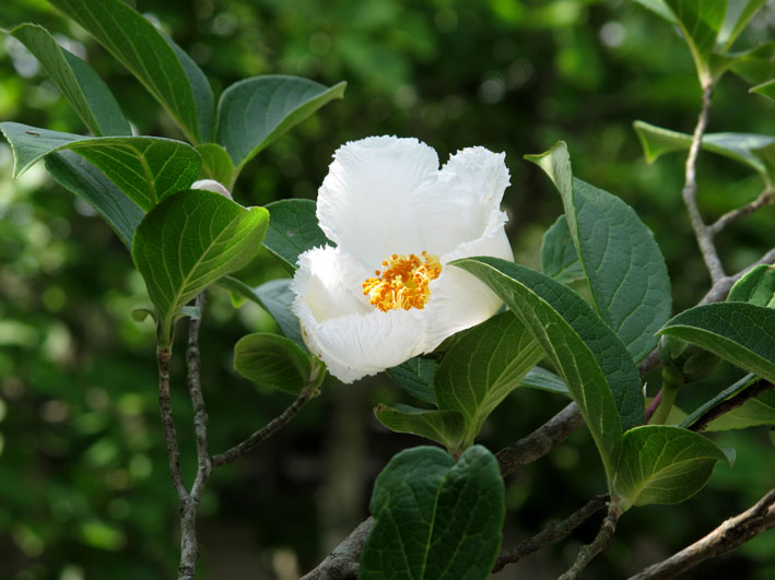 ナツツバキ_b0145296_723236.jpg